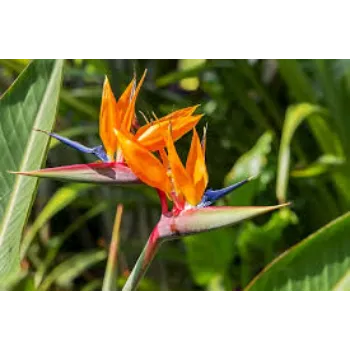 Unique Tropical Flower
